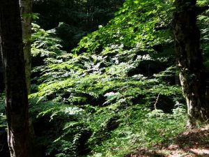 velika-gallery-10