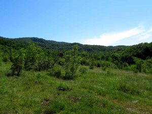 velika-gallery-15