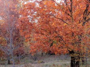 velika-gallery-18