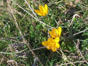 velika-gallery-28