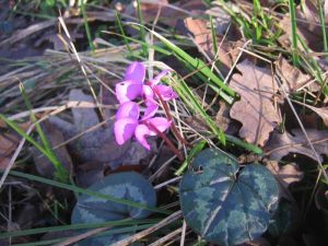 velika-gallery-29