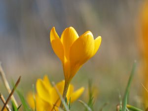 flower-01