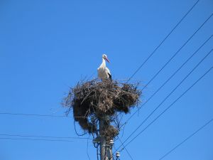 velika-stork